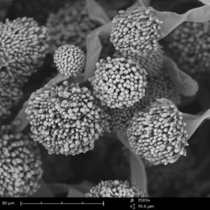 ata scanning electron microscopes