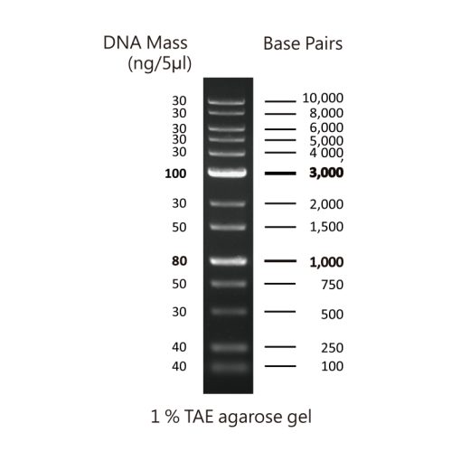 csl mdna 1kbplus 1