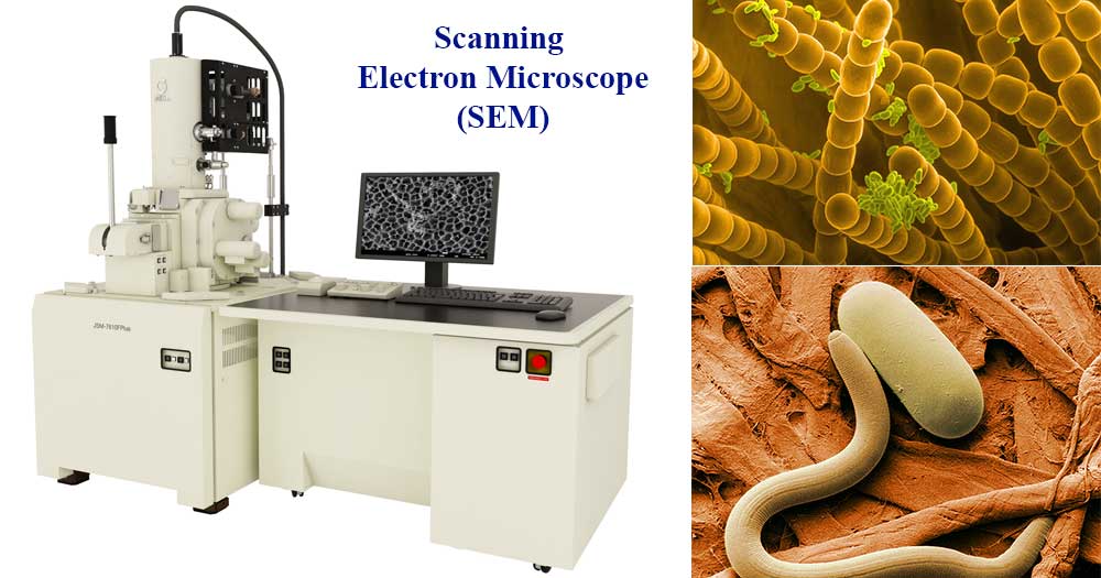 Scanning Electron Microscope là gì? Khám phá công nghệ tiên tiến trong kính hiển vi điện tử quét